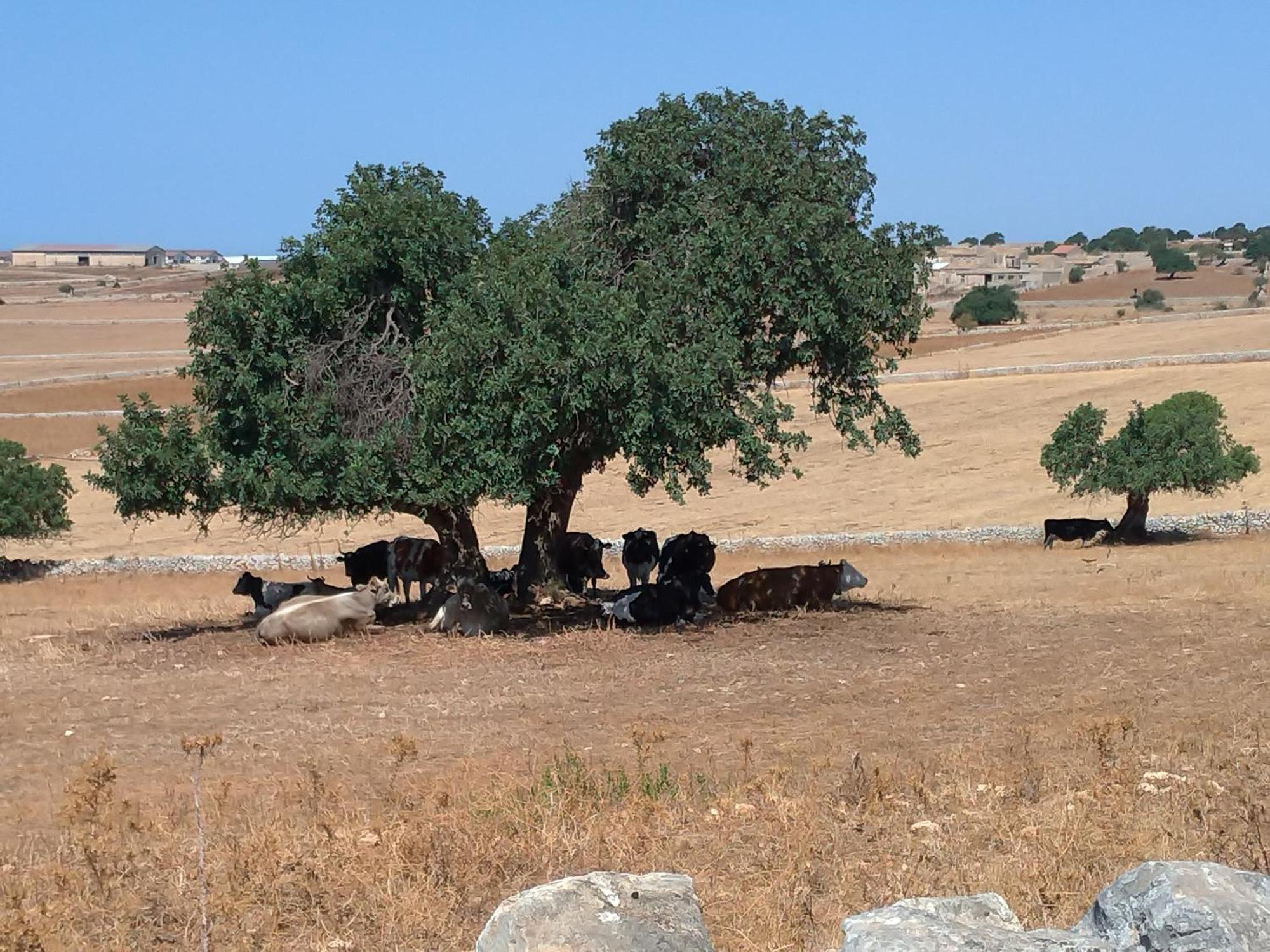 Holiday home I Dammusi